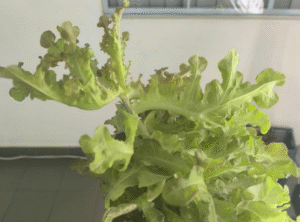 bolting lettuce