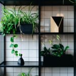 plants on black shelf