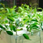 A home hydroponics setup