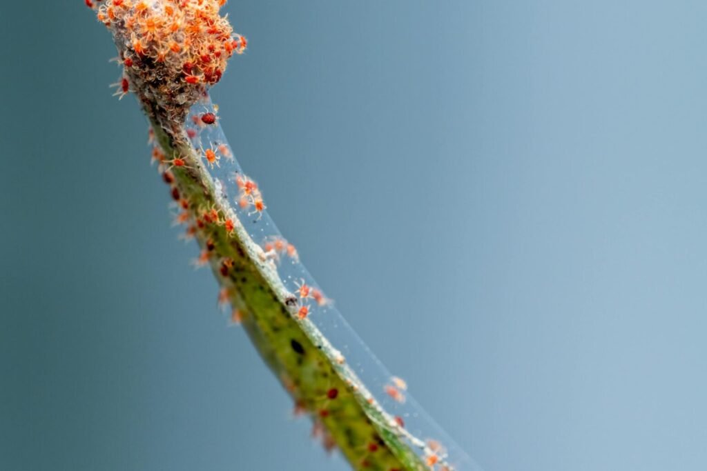 pest and indoor plants