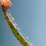 pest and indoor plants