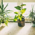 plants by windowsill