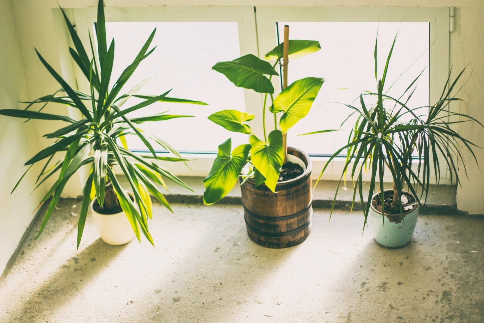 plants by windowsill
